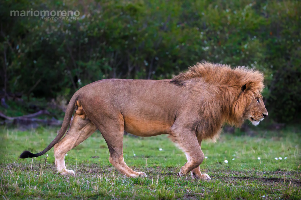 The Majestic Walk