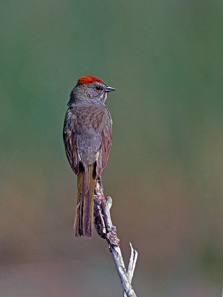 Green-Tailed Towhee