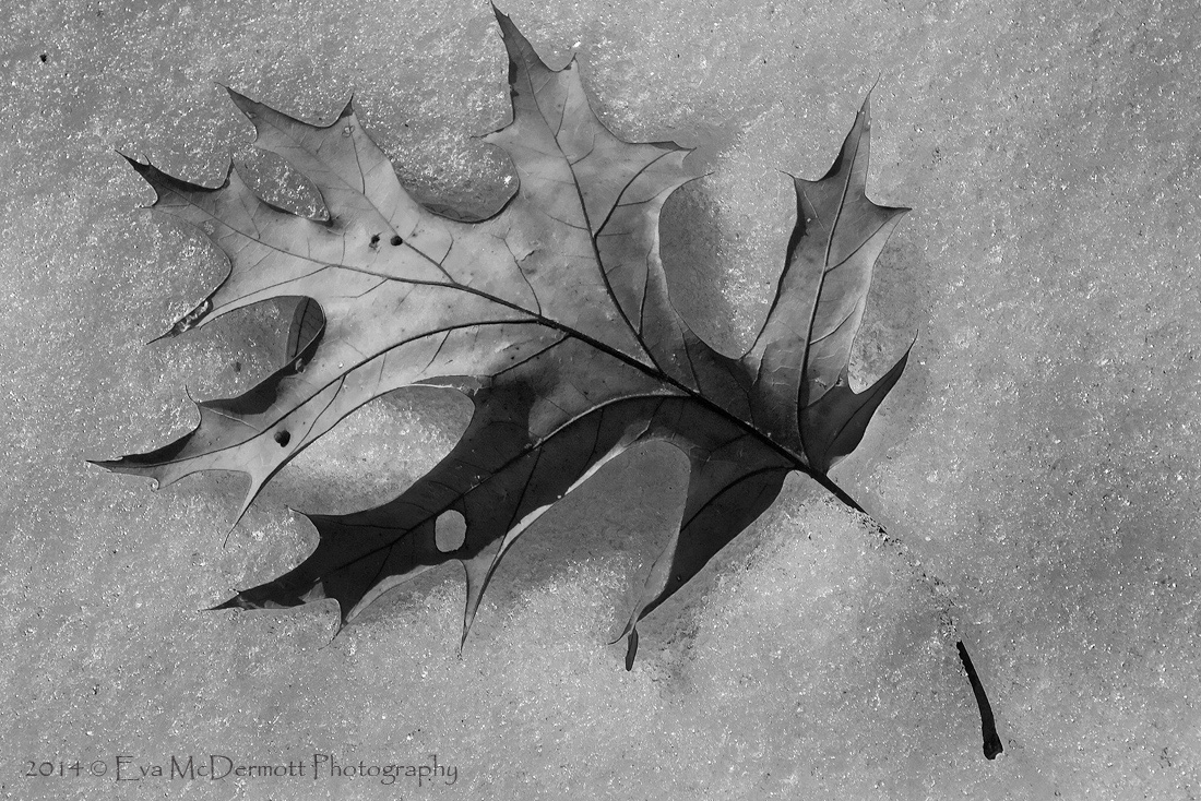 Oak Leaf in B&W