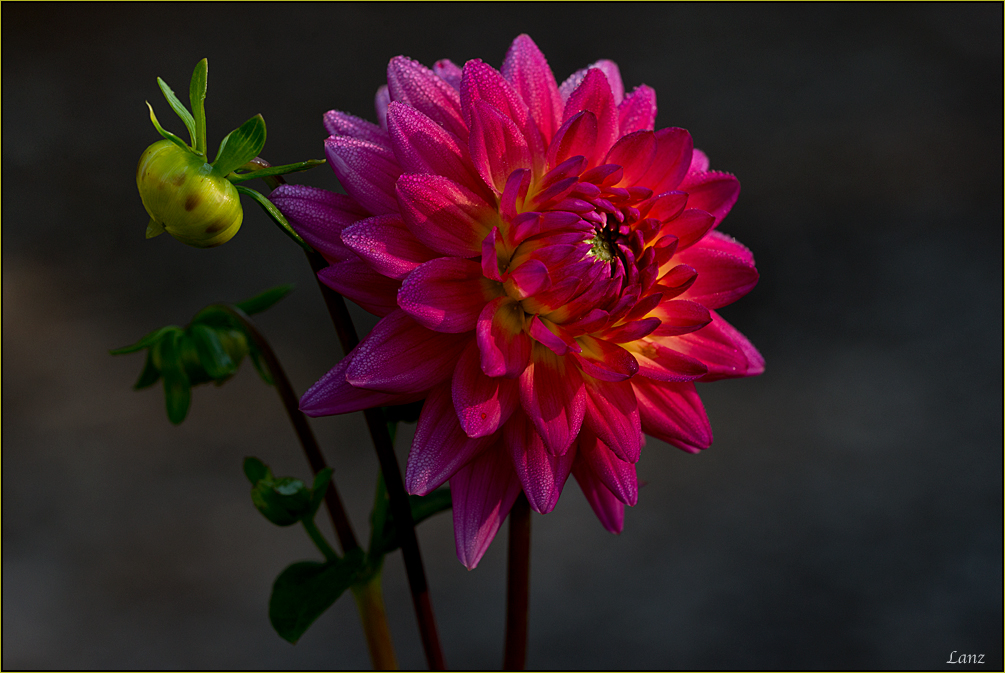 Dahlia 4