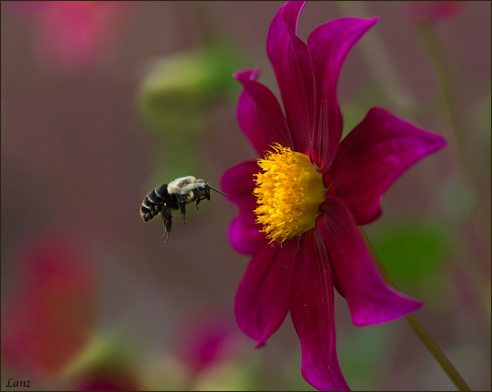 Pollen Pick-up 2