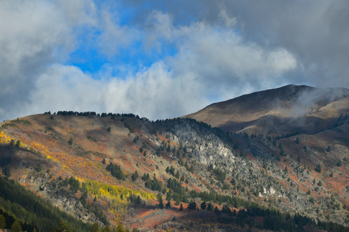 Utah foliage