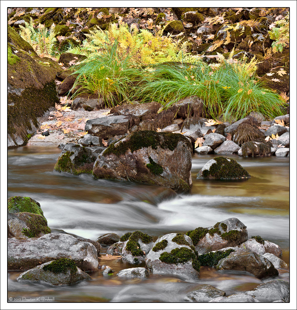 Stones, River, Ferns