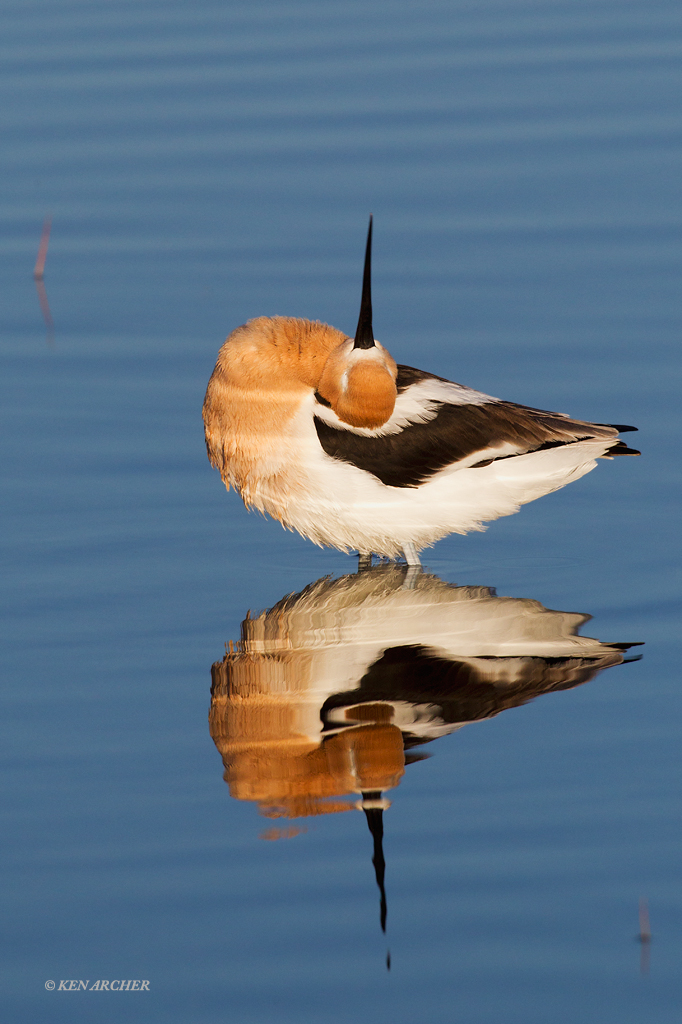 American Avocet