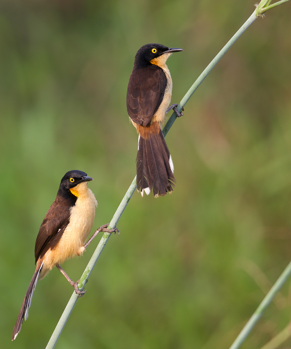 Black-capped Donacobious