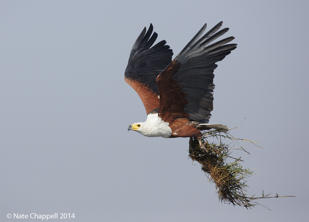 African Fish Eagle