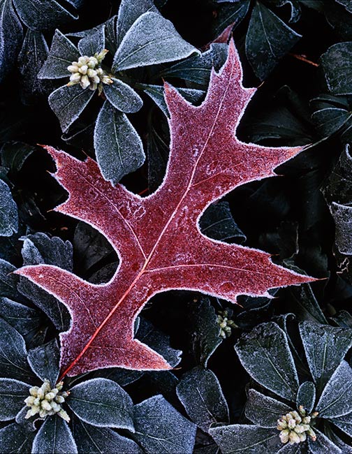 frosty oak leaf