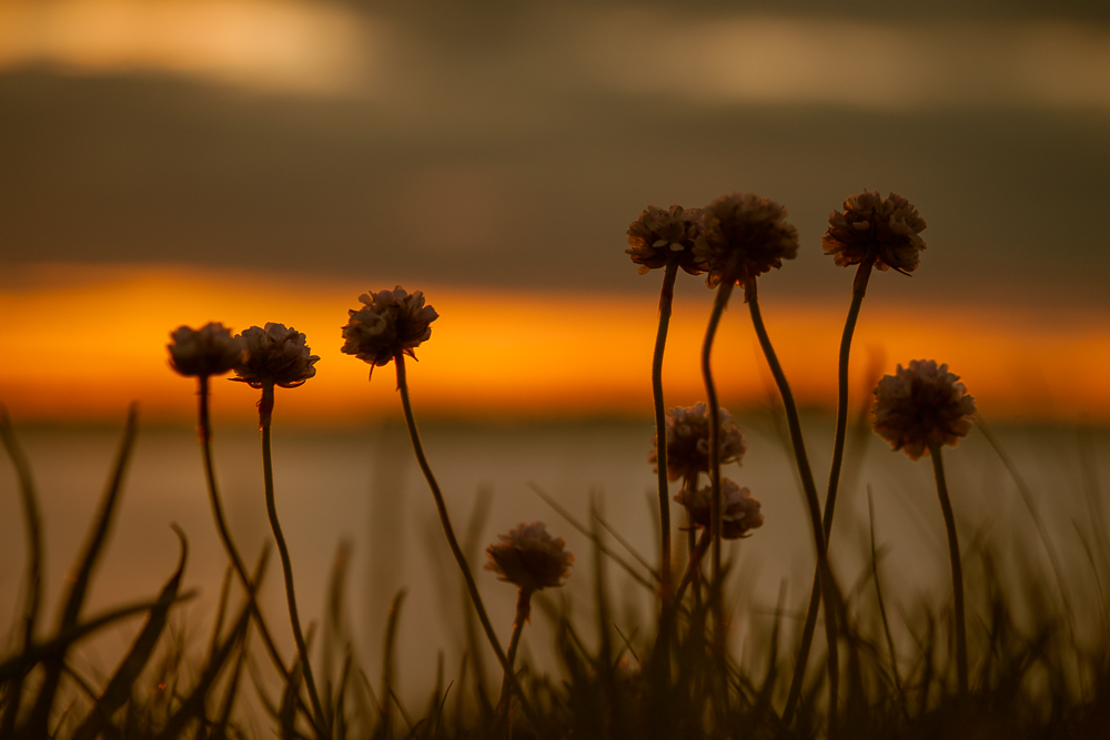 Beach Blooms & Sunset