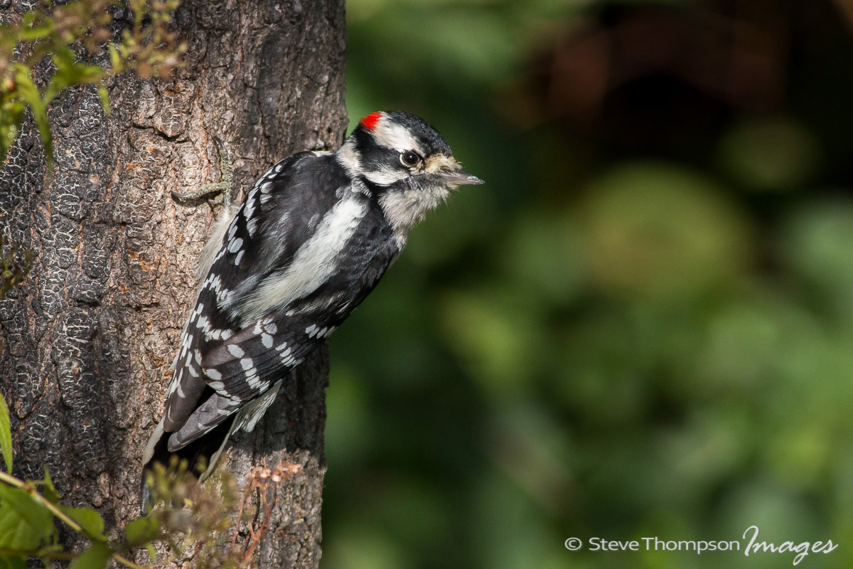 Downy Woodpecker