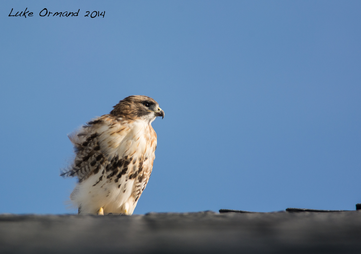 Red-tailed hawk