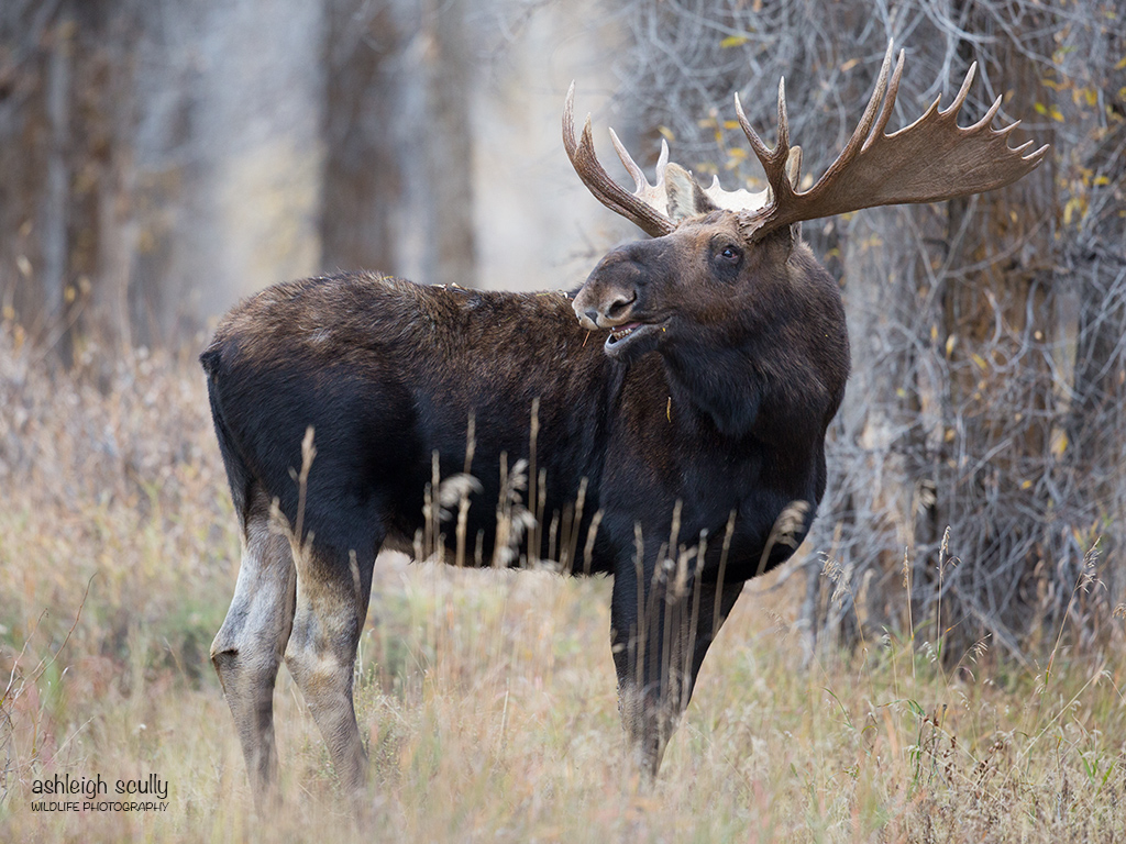 King of the Gros Ventre