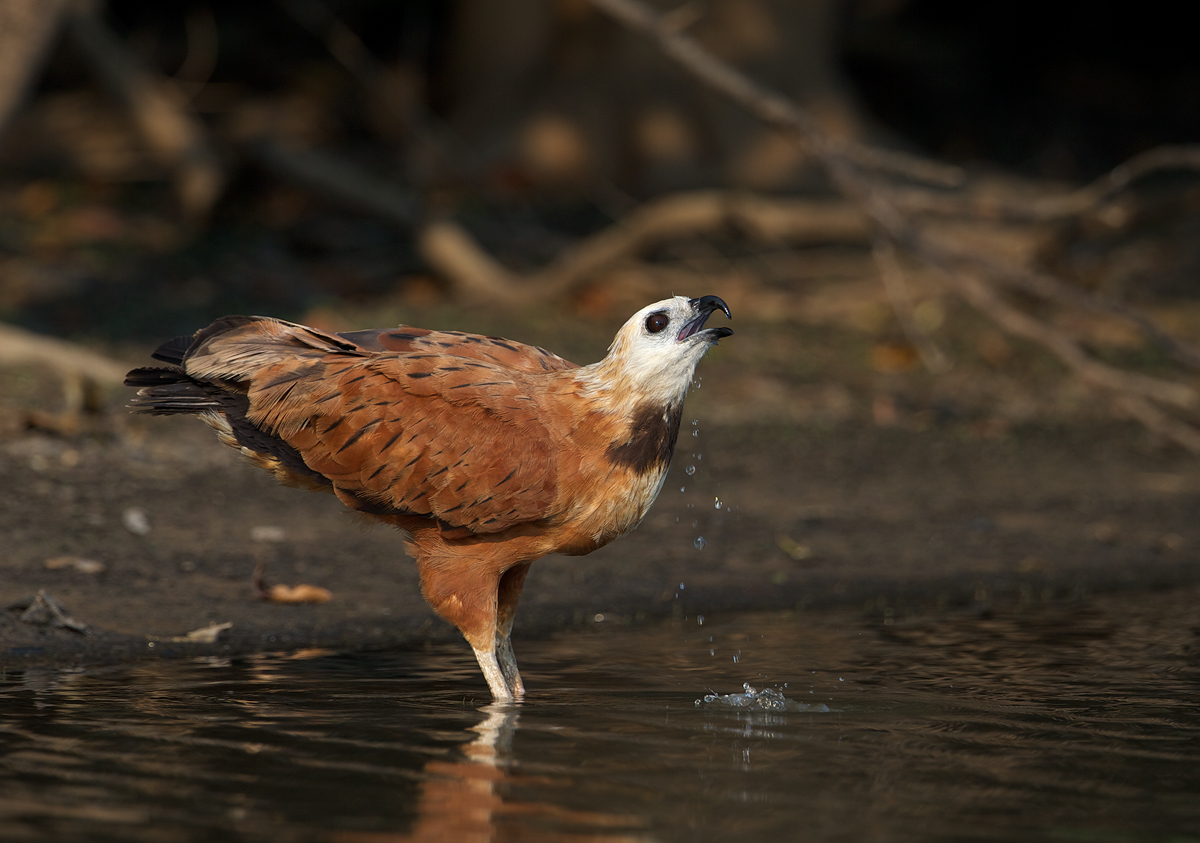 Black-Collared Hawk