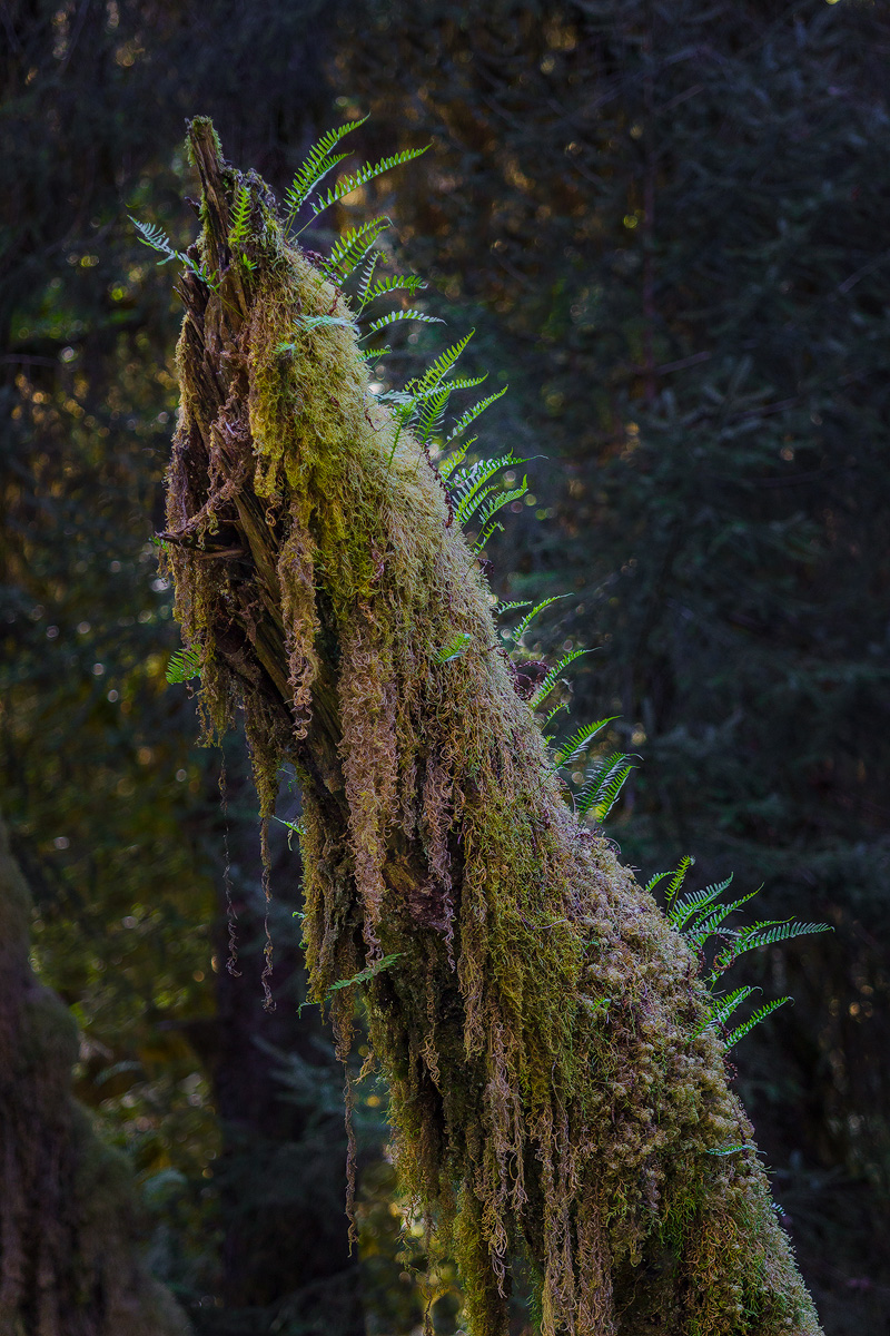 Stumped