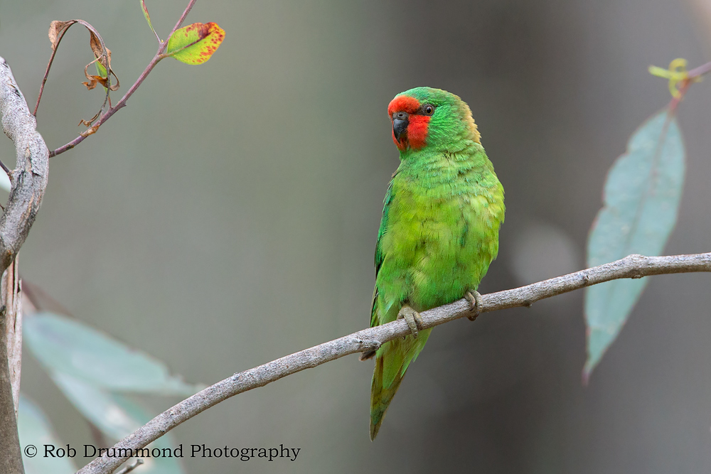 Little Lorikeet