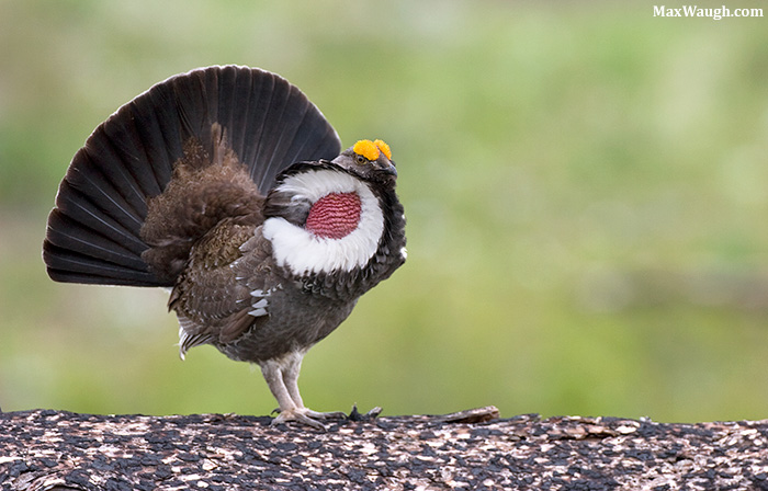 Blue (Dusky) Grouse