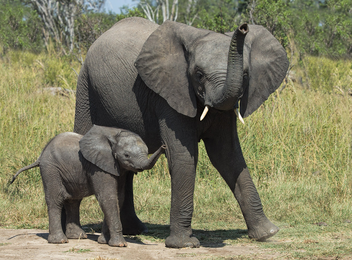 Hwange Elephants