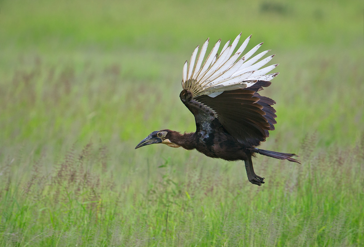 Juvenile Ground Hornbill