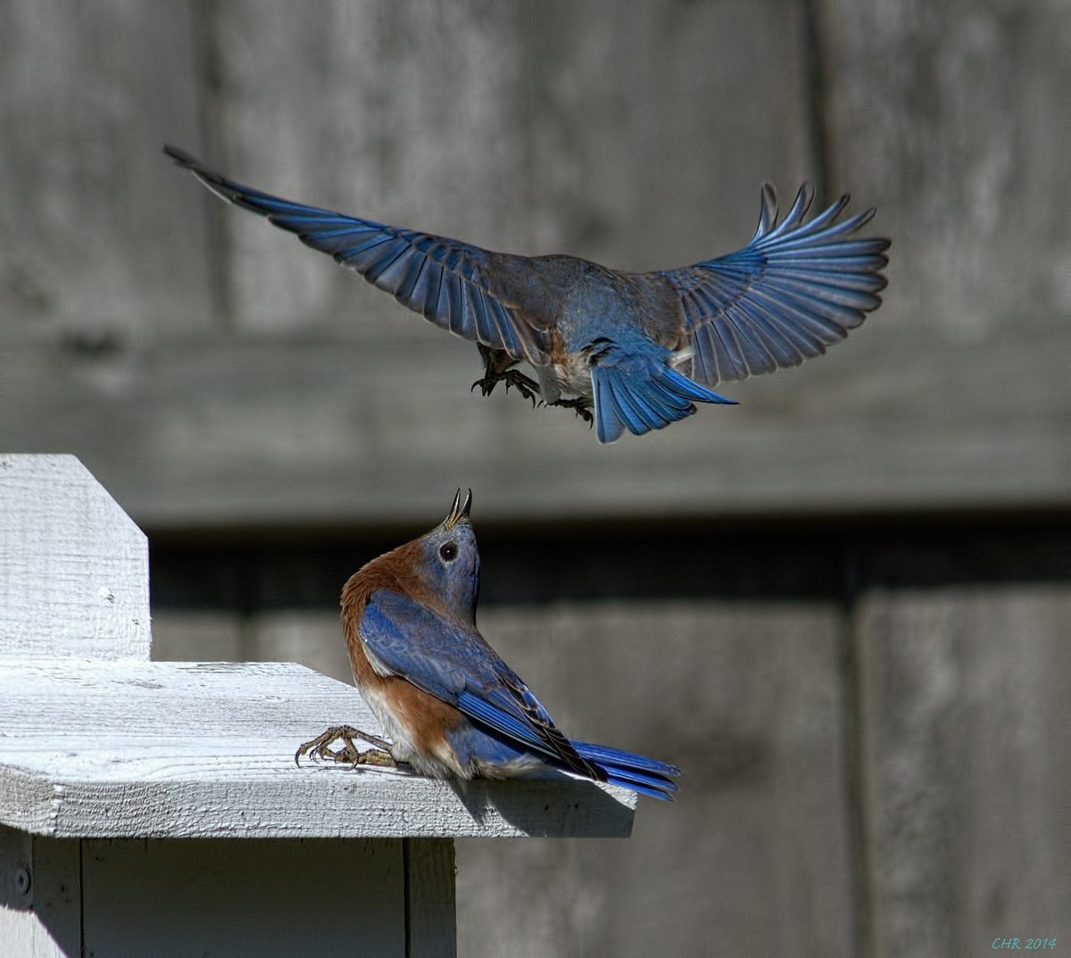 Bluebirds
