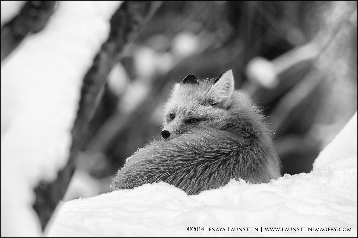 Napping in the Snow