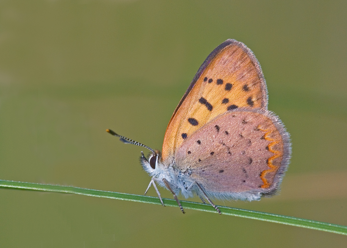 Dorcas Copper