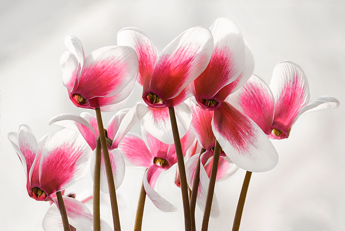 Cyclamens are arrived