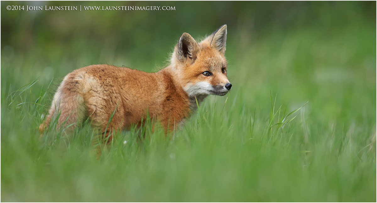 Fox Kit Portrait