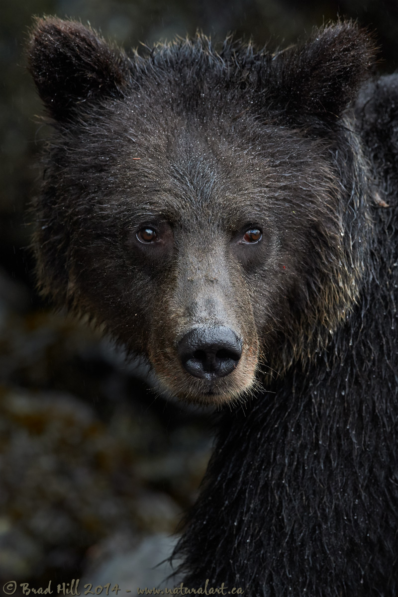 Nothing But Bear!