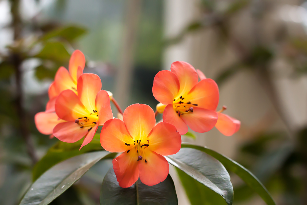 Indoor Floral Color