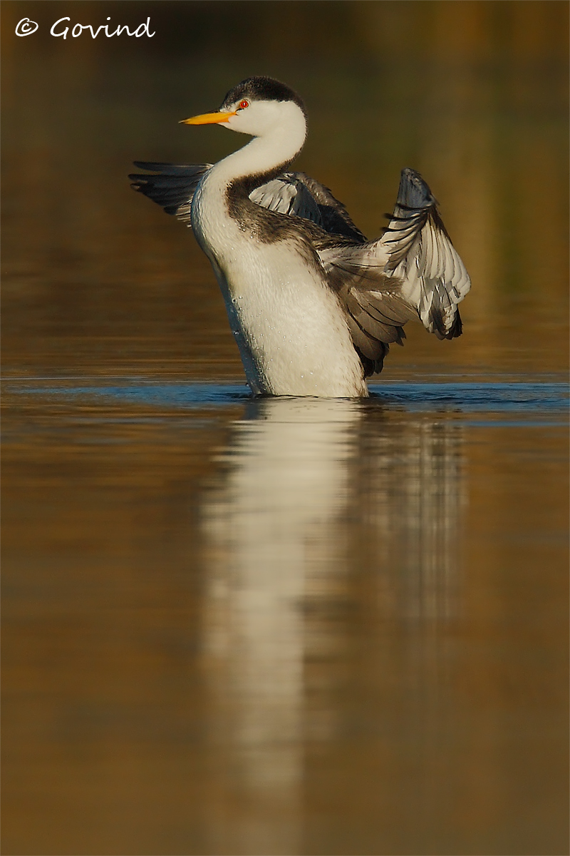 Juvenile Clark's grebe + repost