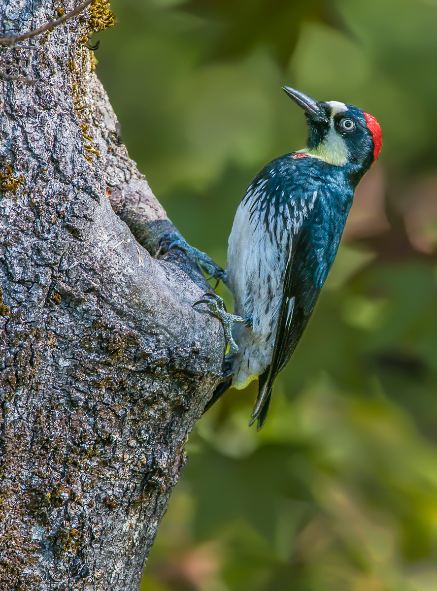 Acorn Woodpecker & Repost