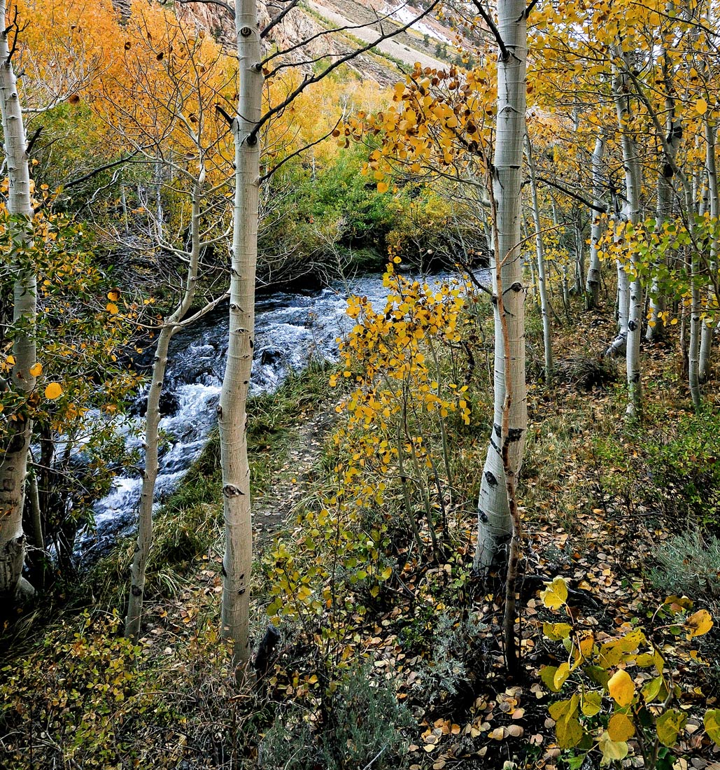 Bishop Creek and Aspens