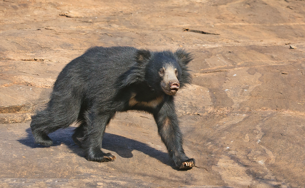 Sloth Bear