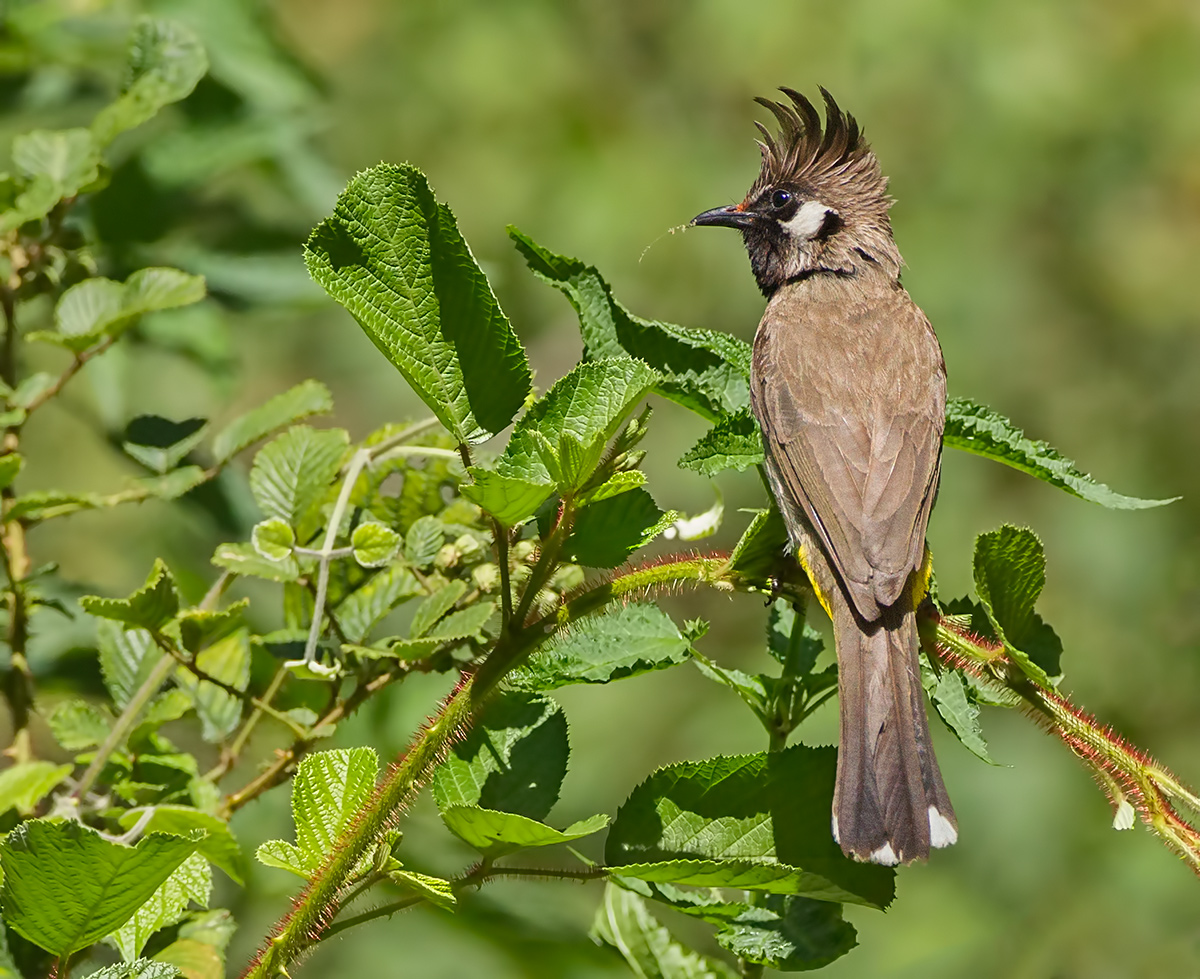 Himalayan Bullbul