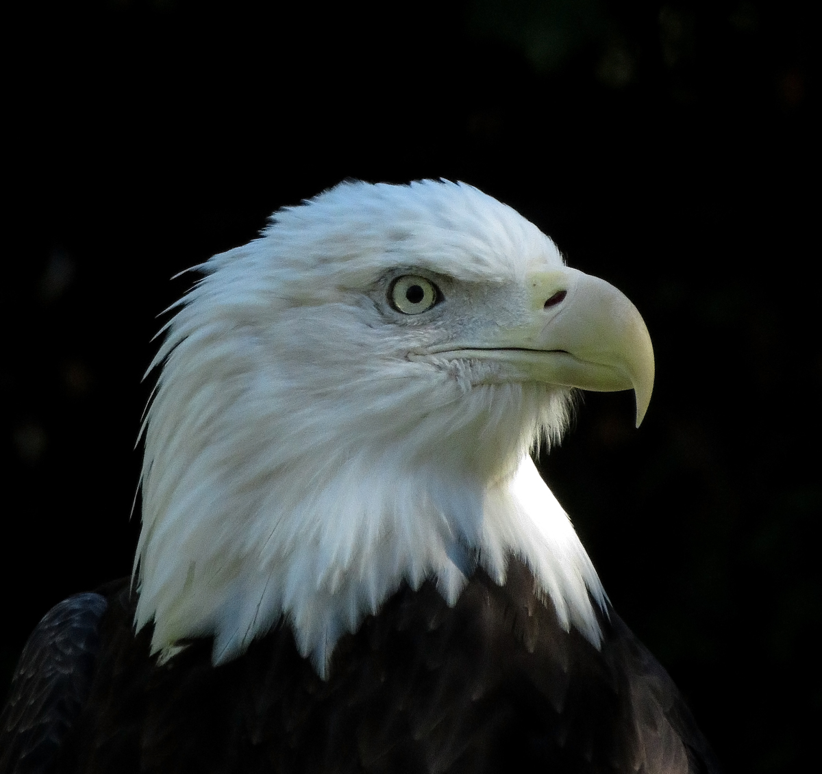 Eagle (zoo)