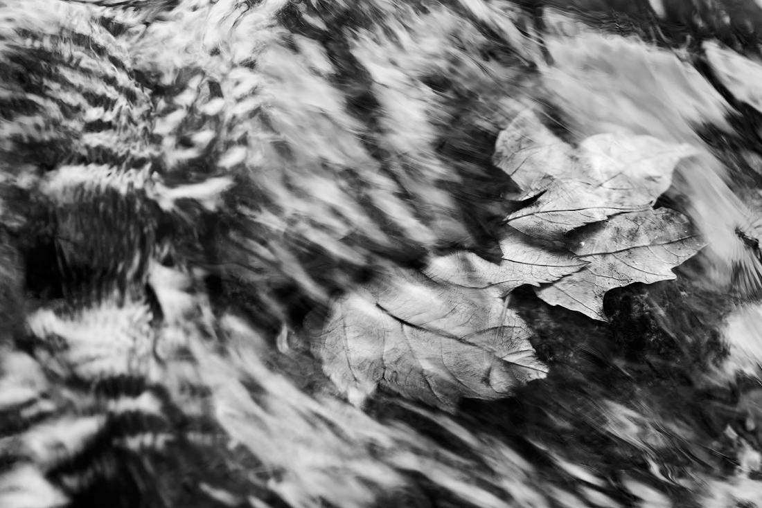 Autumn Rush