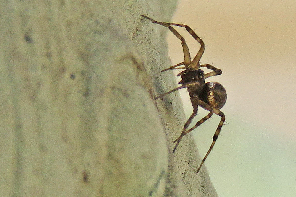 Along came a spider