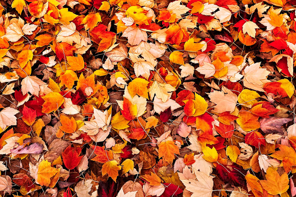 Fall Leafs