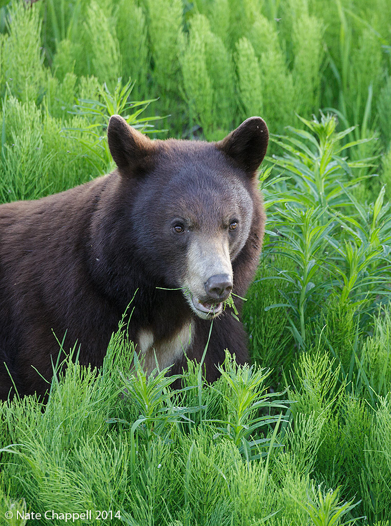 Black Bear in Horsetails