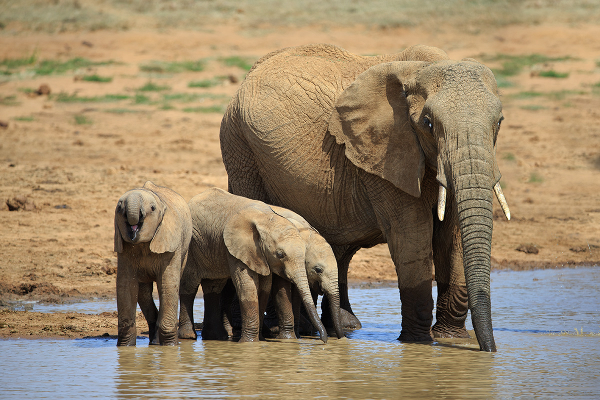 Elephants