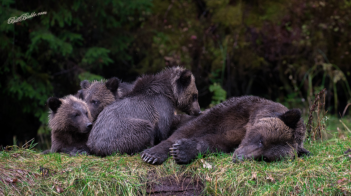 Momma Bear & Her Three 