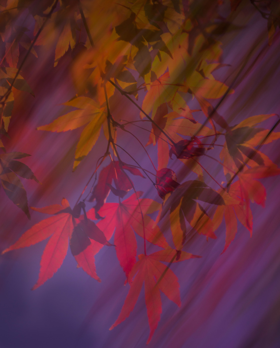 Fall wind