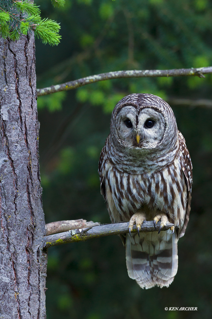 Barred Owl