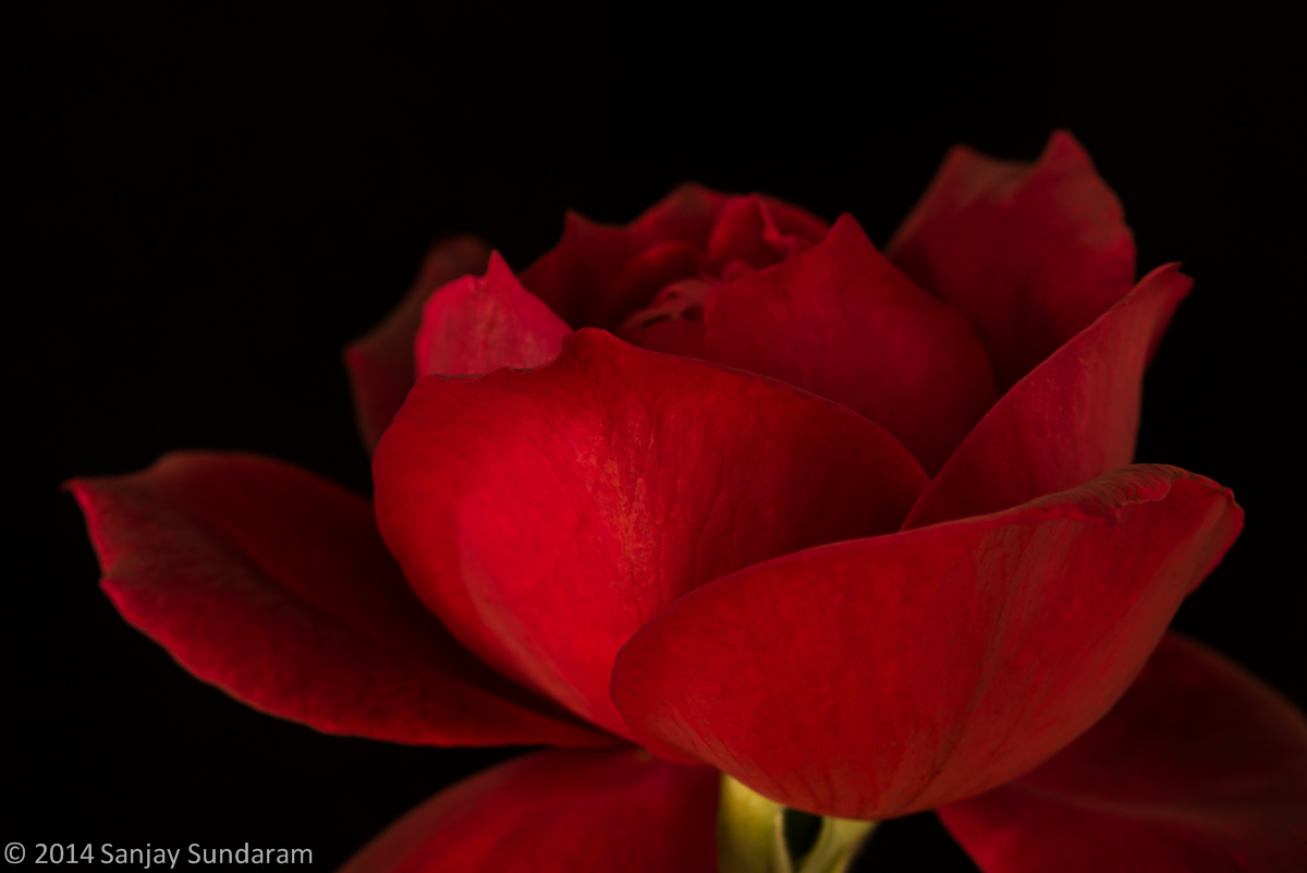 Fall Bloom