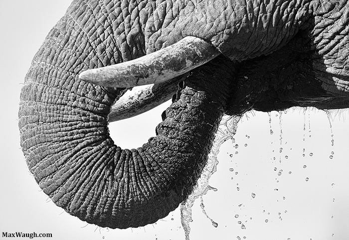 Thirsty Elephant