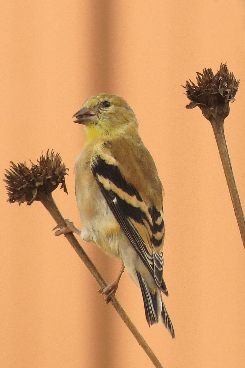 Fall gold finch