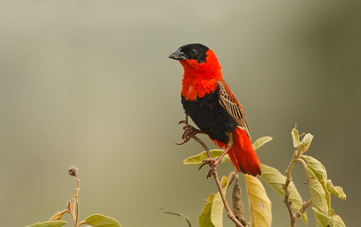 Northern Red Bishop