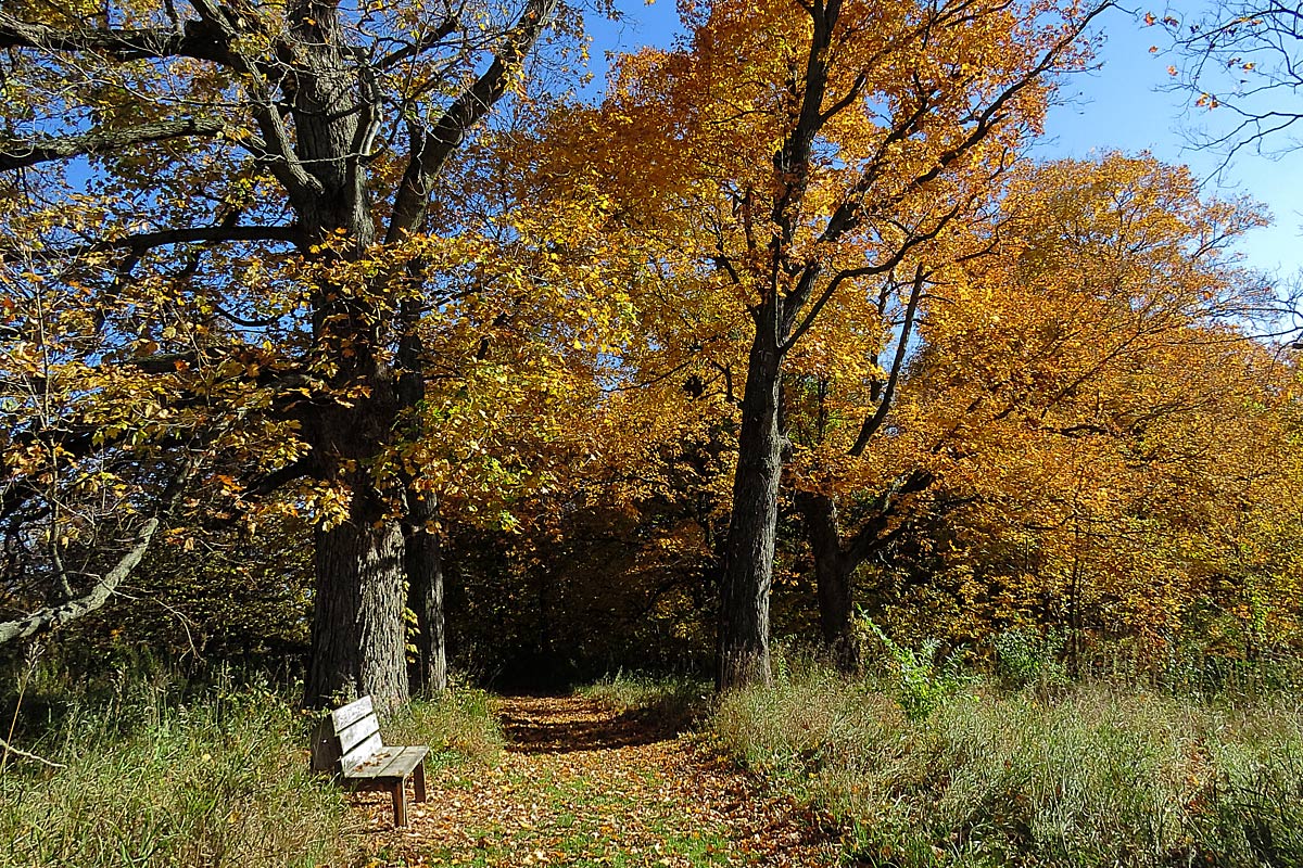 Fall on the trail
