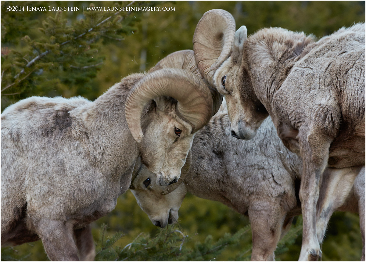 Battle of the Rams