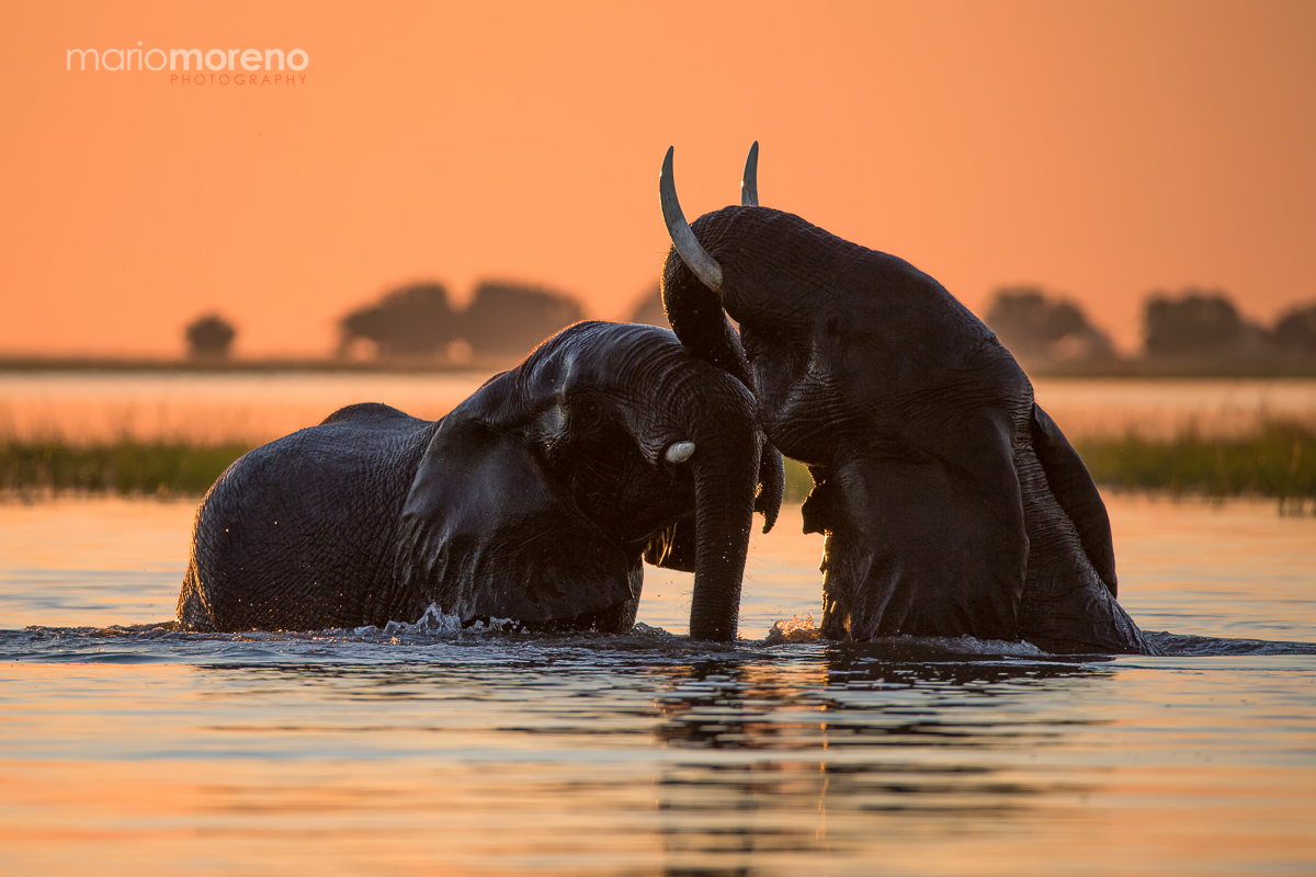 Sunset Playtime