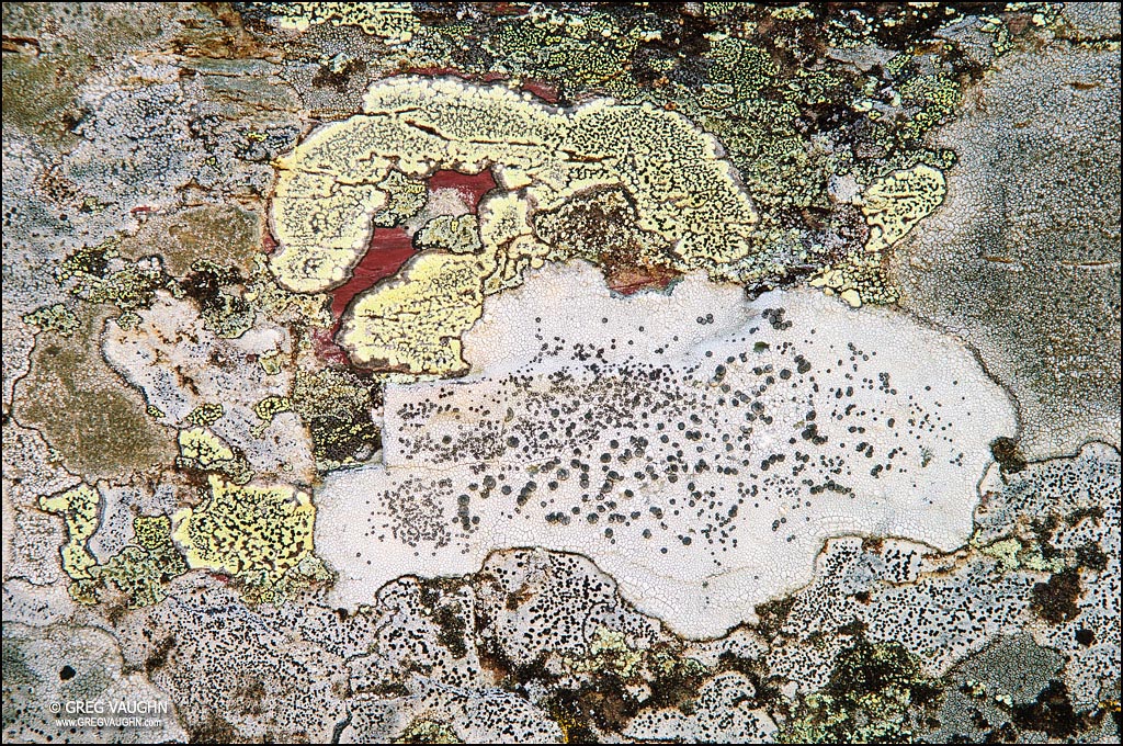 Lichen Art
